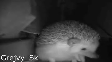 hedgehog sneezed... (EARRAPE) meme