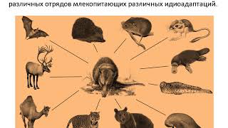 Главные направления Эволюции Биологический прогресс и регресс Главные направления Эволюции Биологический прогресс и регресс