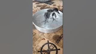 Anak burung wak wak mandi