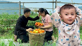 Love blooms in the garden of ripe red tomatoes - Bon helps Pao's father perfect the small kitchen