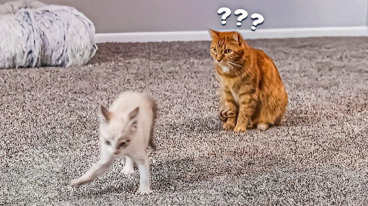 My Cat Finally Meets His Little Brother