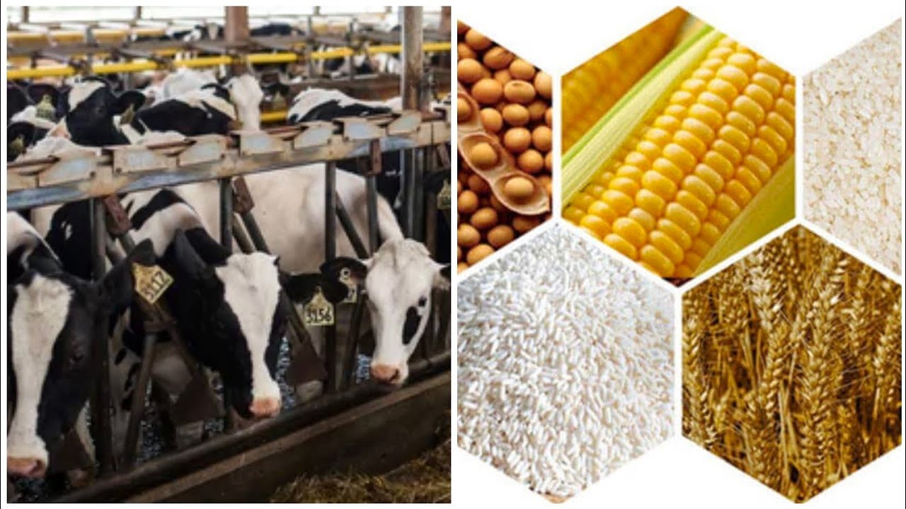 Cattle farming , Worlds Best Cattle Feed at Lowest price / how to make