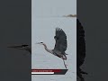 Great blue heron effortlessly glides in and makes a nest perfect landing on razor shep oysters