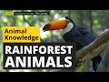 Rainforest Animals 🐅🌴 - Animals for Kids - Educational Video