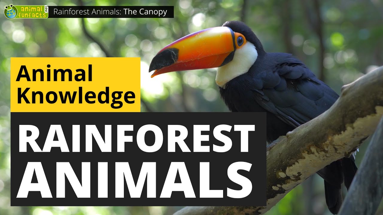 Rainforest Animals for Children – Jungle Animal Sounds and Rainforest  Wildlife 