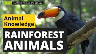 Rainforest Animals   Animals for Kids  Educational Video