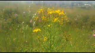 Çayırova Aşıklar Tepesi