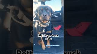 Rottweiler jumping into truck