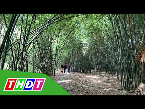 Video Con đường tre xanh đẹp như tranh vẽ độc nhất miền Tây... - youtube