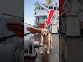 The heroic golden retriever who saved the crew of a ship #goldenretriever #rescue #ship