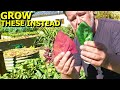 Substitute These 6 POPULAR Veggies with EASIER to Grow Varieties