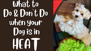 When Your Female Dog is in Heat - Do's and Don'ts