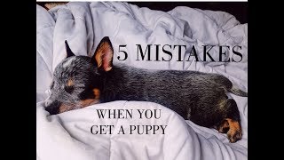 5 Common Mistakes When Getting Your First Puppy (Blue Heeler)