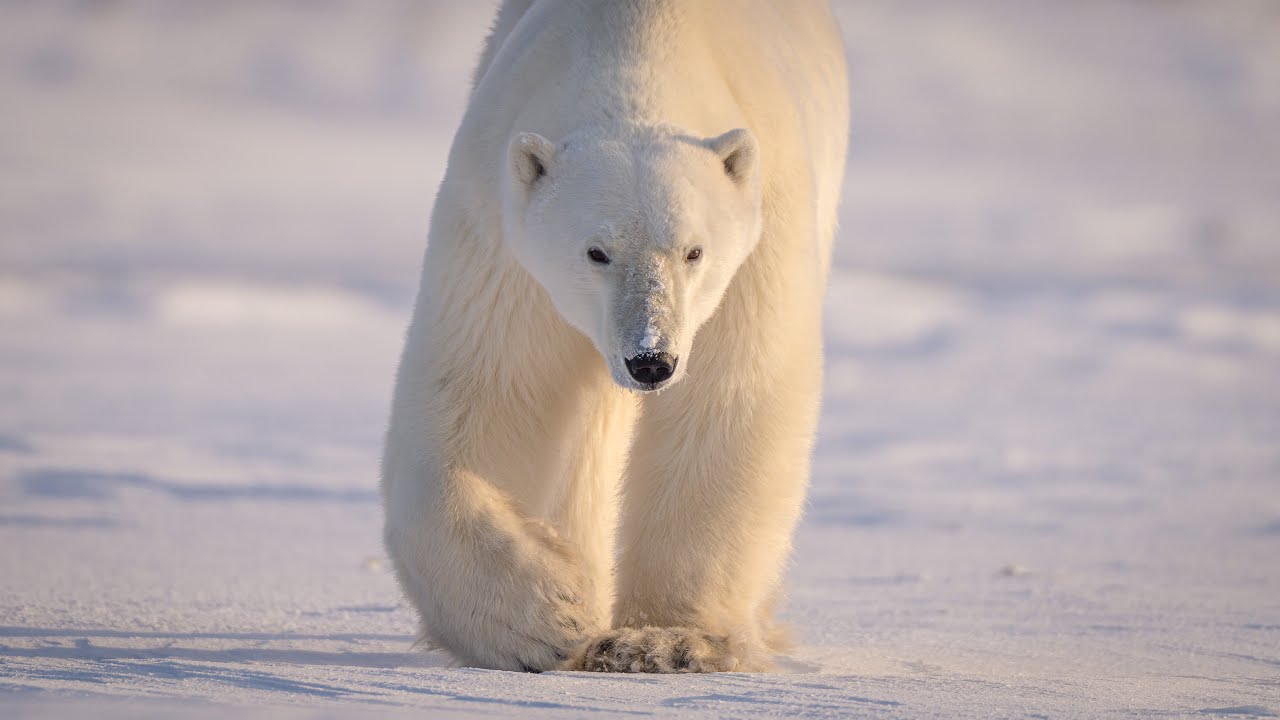 This POLAR BEAR wanted to eat us! How I took the best photo of my life