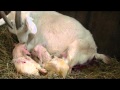 Рождение козлят