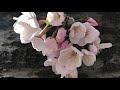 Blowin' The Wind (風に吹かれて, Bob Dylan) 2020 SAKURA kathy