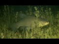 ПОДВОДНАЯ БЕЛАРУСЬ Озеро. Underwater Belarus Nature