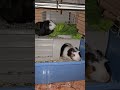 Fresh Food for guinea pigs #8