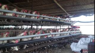 Layers farm, Twenty-first Generation Poultry Farm , Pakistan.