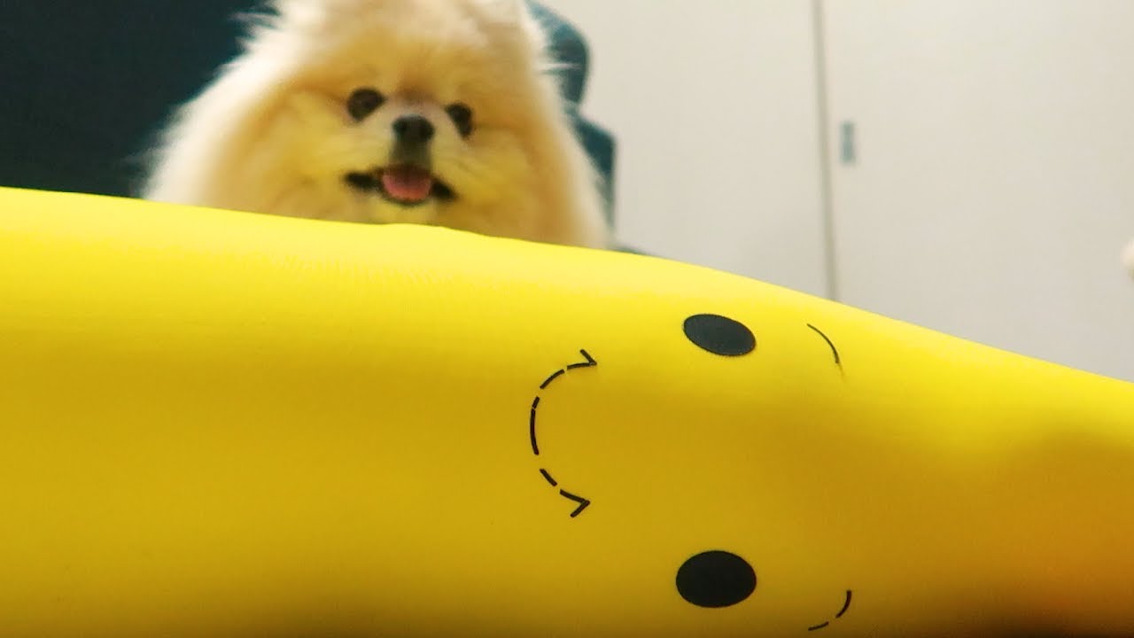 不思議生物 ワンモナイト 発見 丸くなって眠る犬たち いぬのきもちnews Line News 不思議生物 ワンモナイト 発見 丸くなって眠る犬たち いぬのきもちnews Line News