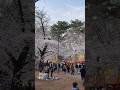 大宮公園桜花見　屋台の状況 26/03/28