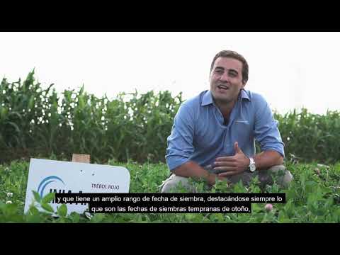 Video: Cuidado del trébol de la pradera púrpura - Cómo cultivar plantas de trébol de la pradera