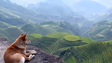 Nature Dog Parallax 2.5D