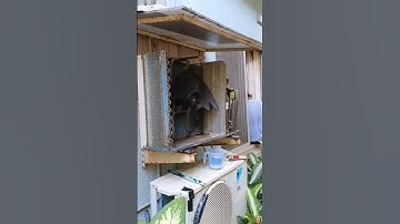 Gas leakus #shortsfeed #airconditioning #actech #accircuits