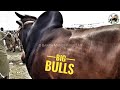 MAZZA AA GAYA AAJ TO COW MANDI 2019 - LAHORE BAKRA MANDI PAKISTAN Mp3