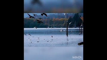 World Migratory Bird Day! #fyp #trending #birds #migration #nature #beauty #mothernature