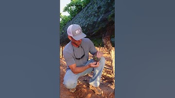 This Is Super Important When Sampling Grapes! #shorts #agriculture #farming