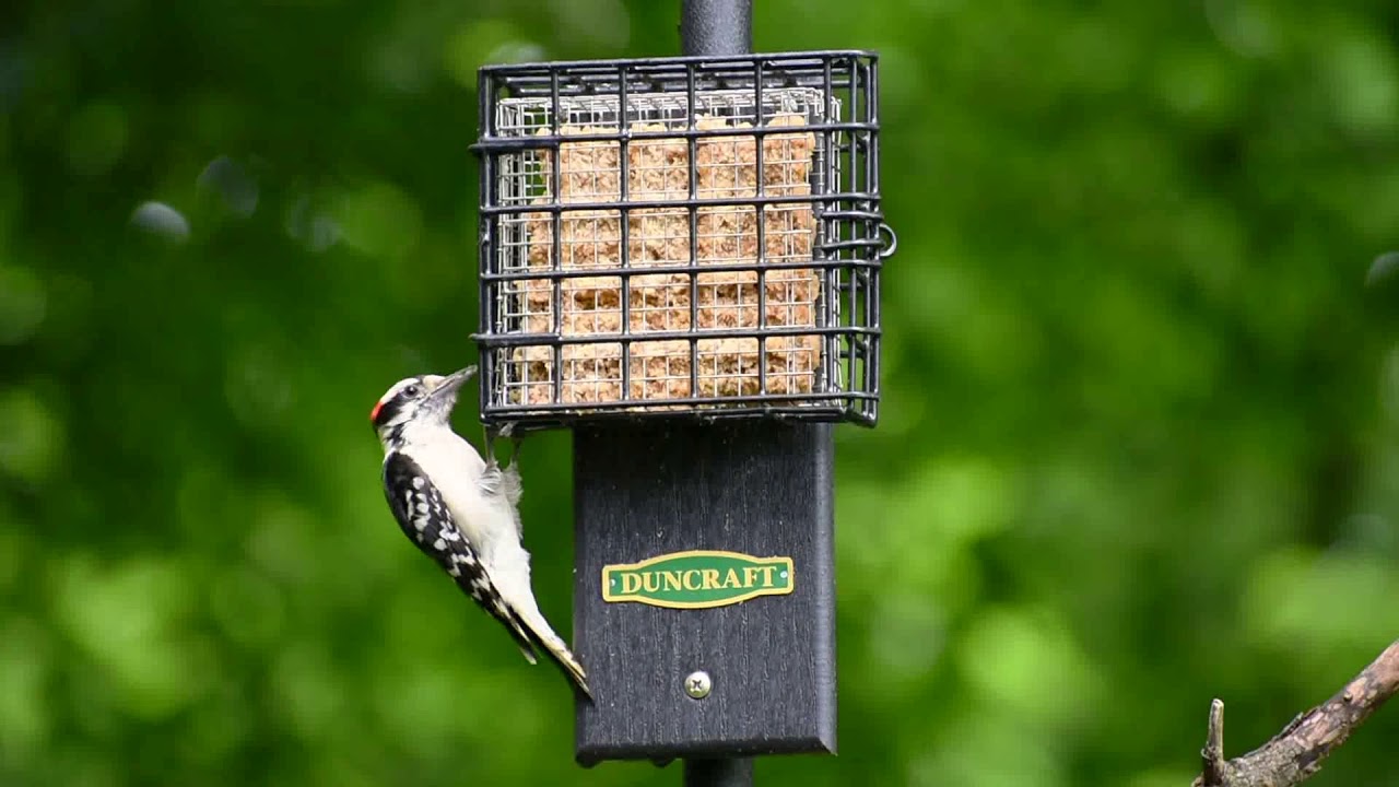 4784 Duncraft Post Mount Tail Prop Suet Shield