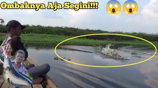 GANAS, Induk Predator Toman Ini SERET Sampan ku Dari Tengah Sampai Pinggir