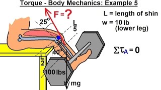 Physics 15  Torque (17 of 25) Body Mechanics: Ex. 5, F=? Leg Lifting Weights