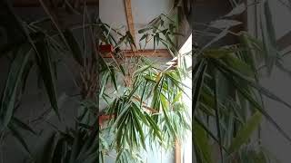 Download Lagu SUARA CIBLEK KAWIN. 100% ampuh untuk pancingan ciblek macet bunyi MP3