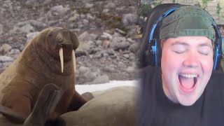 YouTube Kacke: DUMME TIERE | REAKTION