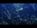 Plexus Background Animation Loop