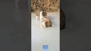 Кот Не Хочет Нырять