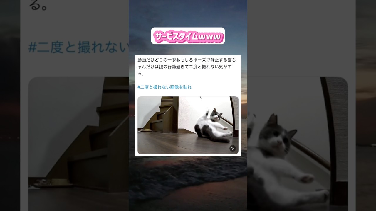#ねこ #猫のいる暮らし #猫動画