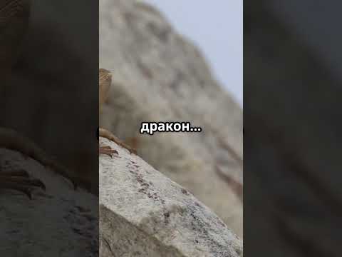 Маленький дракон Африки. #факты , #хочуфакты , #facts , #чудовище , #топ3