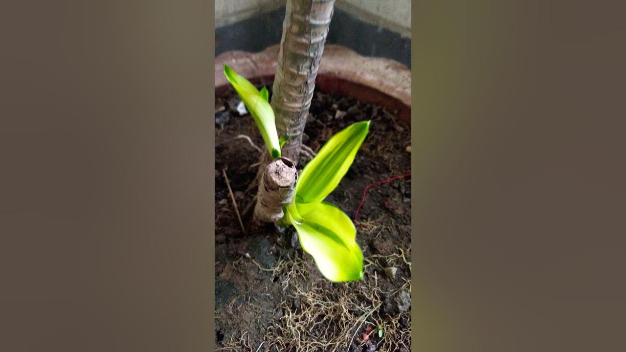 new-baby-sprouts-of-draceana-stem-cuttings-youtube
