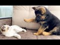 German shepherd puppy and kitten playing try not to laugh