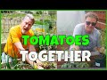 Planting tomatoes in a raised bed