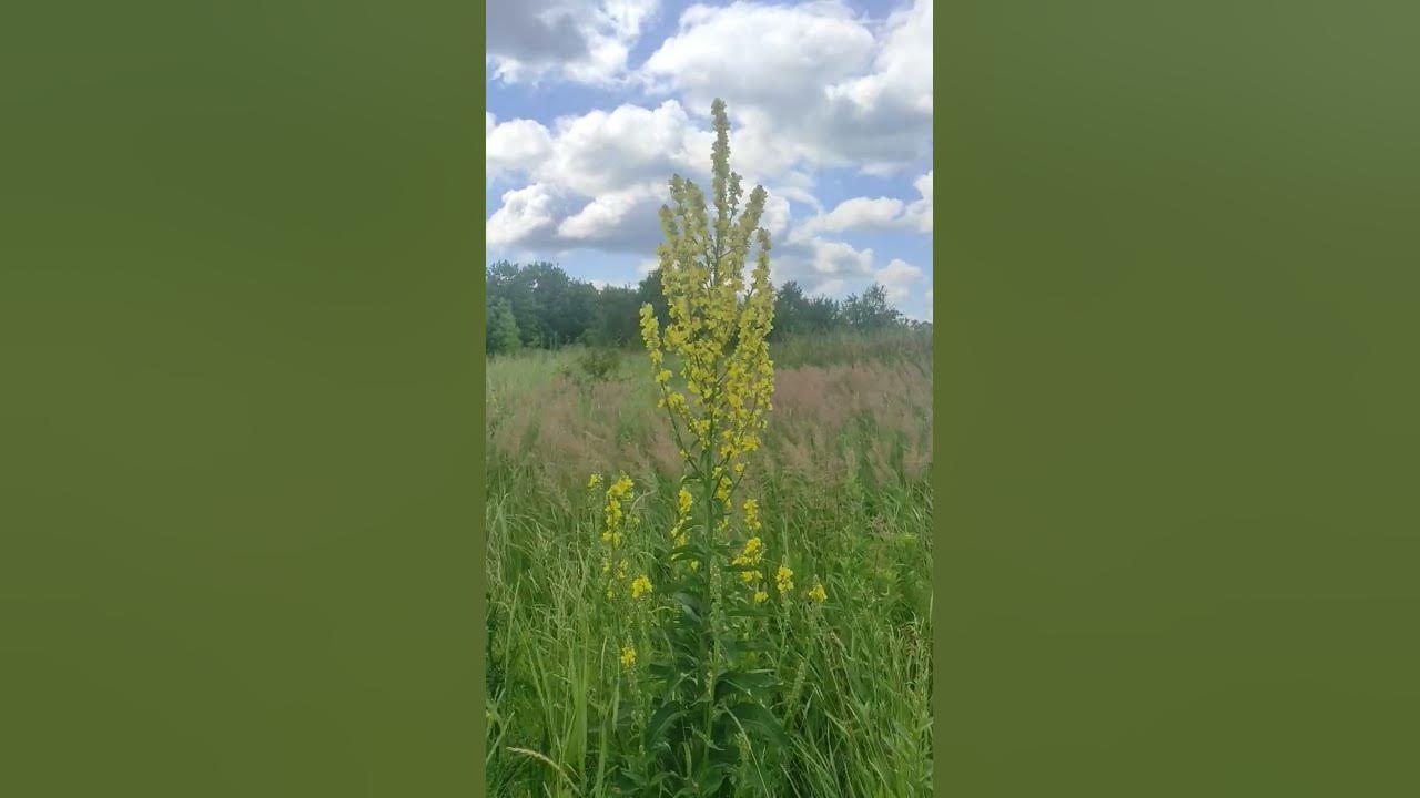 Дивина чорна - YouTube