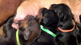 Adorable 1weekold Dachshund Puppies!