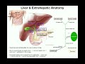 Accessory Organs of the Small Intestine [Liver, Gallbladder, & Pancreas]