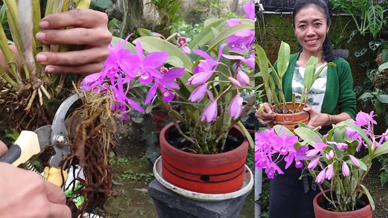 Cara Split dan menanam anggrek Cattleya mudah subur rimbun dan cepat berbunga