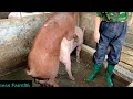 Activities Of Feeding Pigs And Mating Pigs Activities Of Feeding Pigs And Mating Pigs