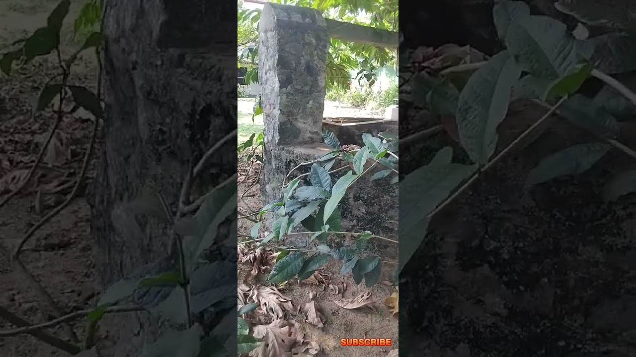 Leaf blowing full video link in below down 