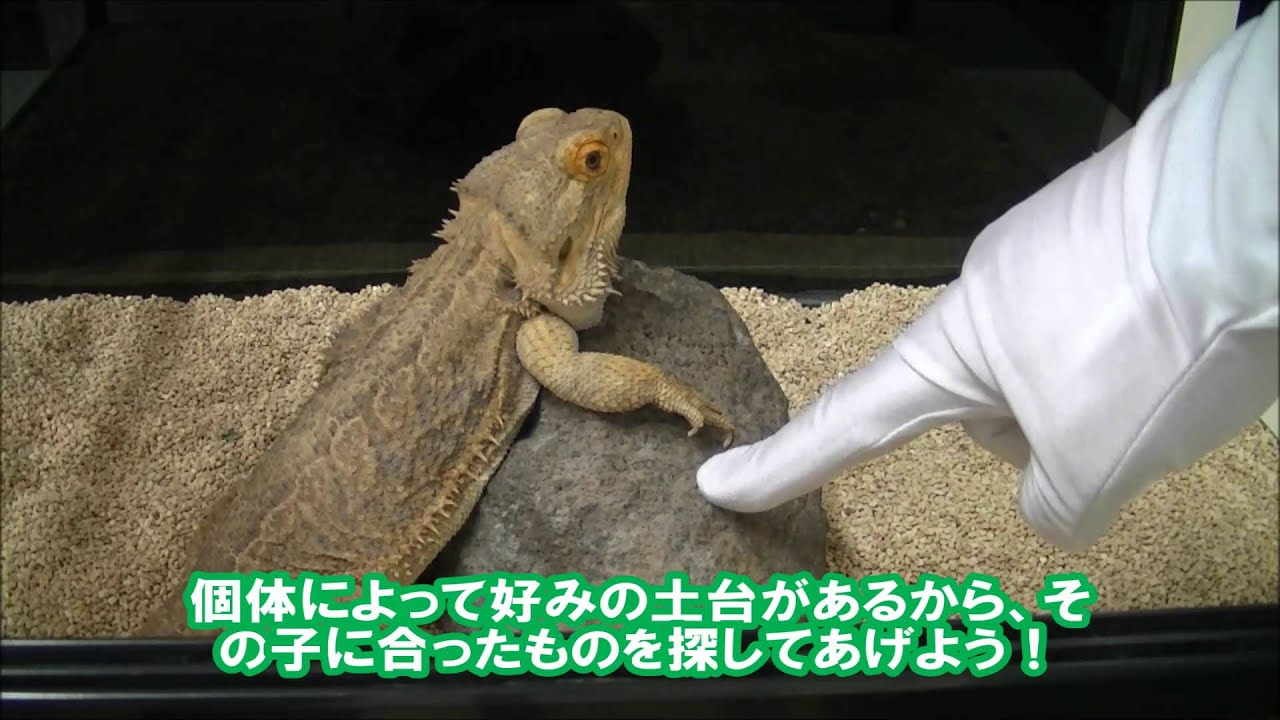 フトアゴヒゲトカゲの飼育 寿命 販売価格についてわかりやすく解説 ペットの疑問解消ブログ ペットディクショナリー